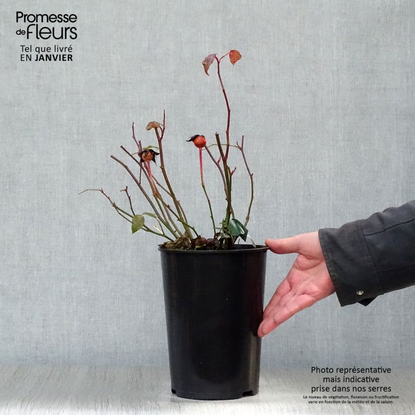 Rosa  Lady Emma Hamilton - English Shrub Rose 4L/5L pot sample as delivered in winter