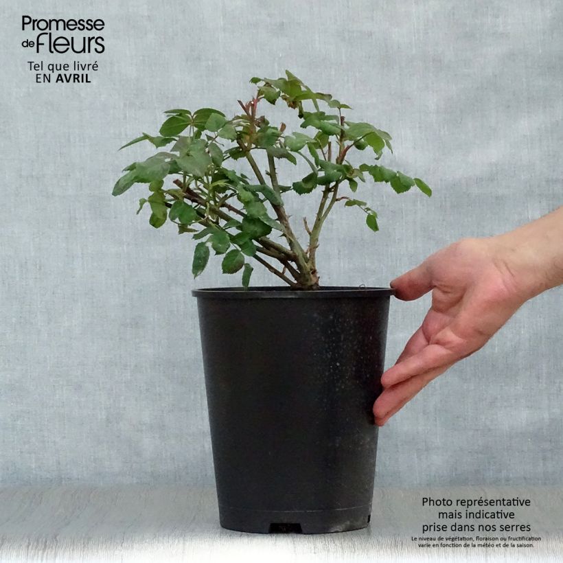 Rosa  Lady Emma Hamilton - English Shrub Rose 4L/5L pot sample as delivered in spring