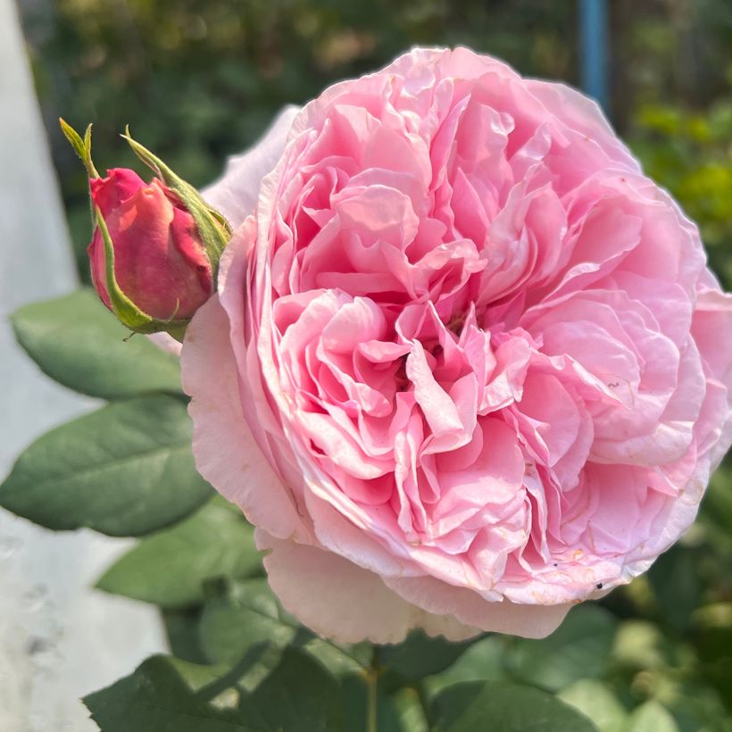 Rosa  Mary Rose - English Shrub Rose (Flowering)