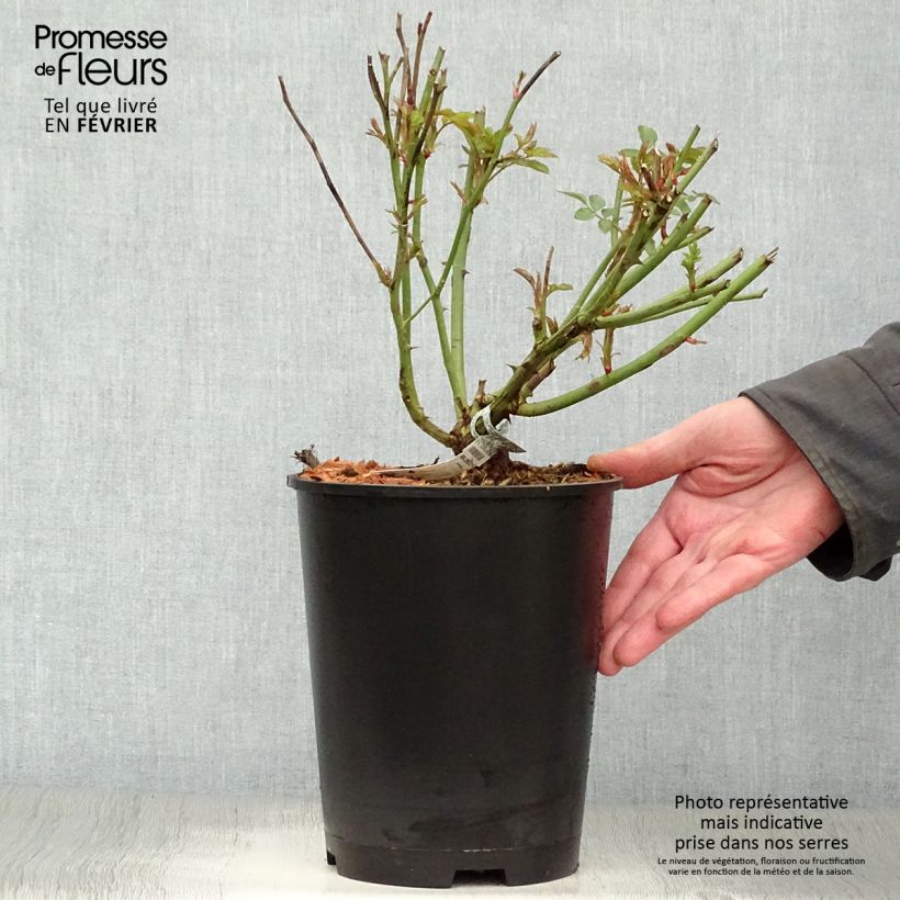 Rosa Molineux Ausmol 4L/5L pot sample as delivered in winter