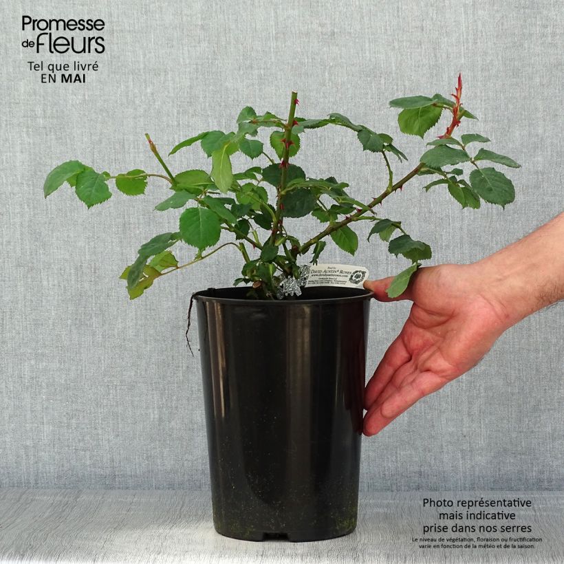 Rosa  Princess Alexandra of Kent - English Shrub Rose 4L/5L pot sample as delivered in spring