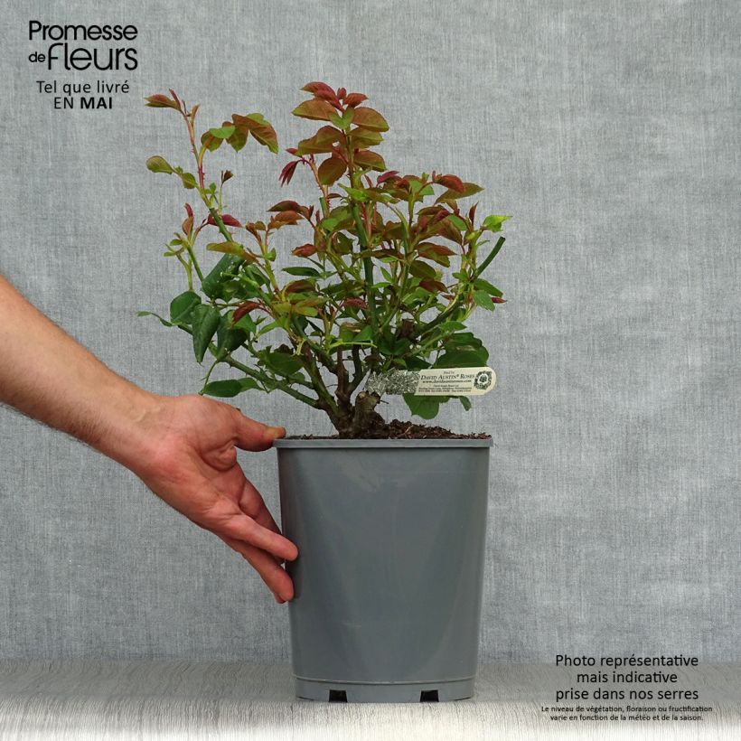 Rosa 'Roald Dahl' - English Rose 4L/5L pot sample as delivered in spring