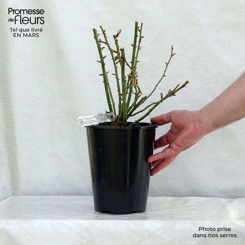 Rosa x alba 'Royal Jubilee' - English Rose 4L/5L pot sample as delivered in spring