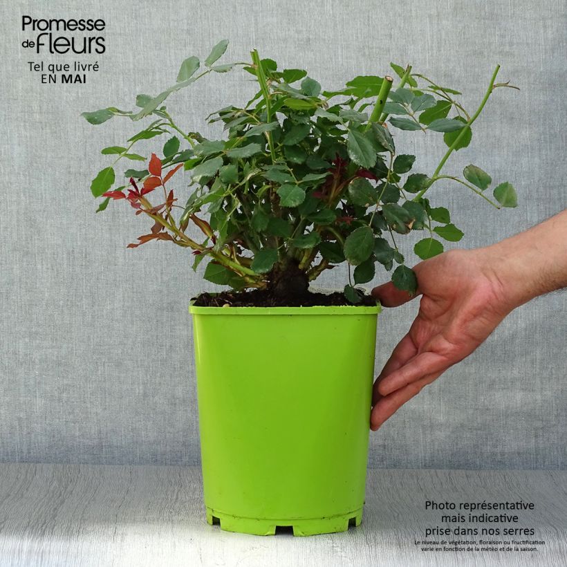 Rosa Sir John Betjeman - English Shrub Rose 4L/5L pot sample as delivered in spring