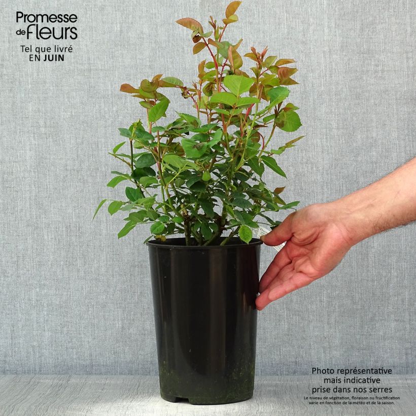 Rosa Teasing Georgia - English Climbing Rose 4L/5L pot sample as delivered in spring