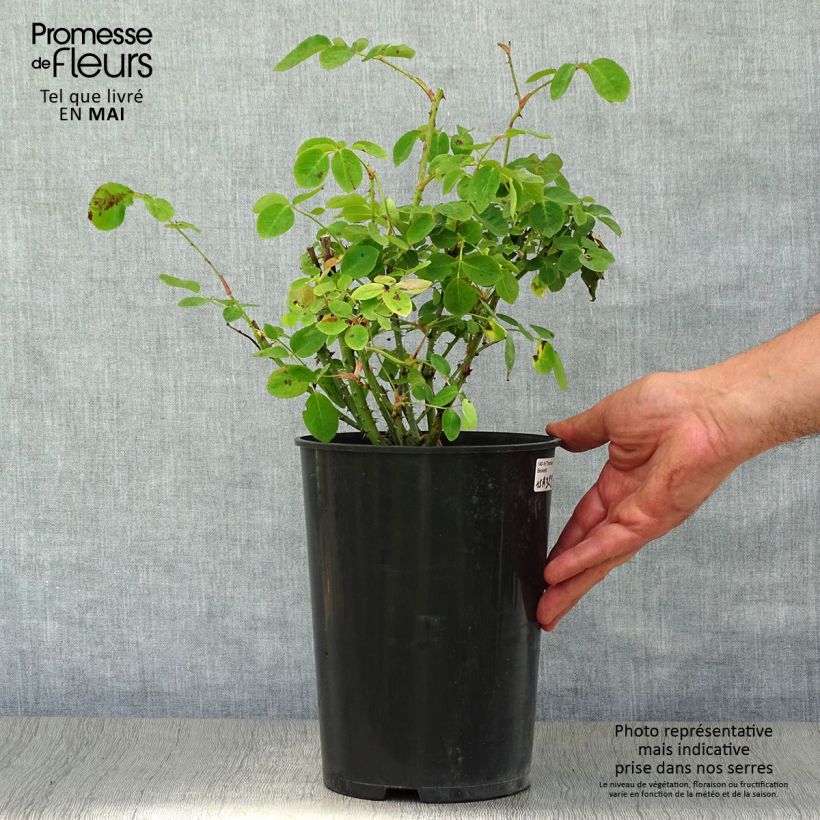 Rosa Thomas à Becket - English Shrub Rose 4L/5L pot sample as delivered in spring