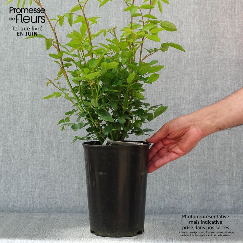 Rosa 'Tottering-by-Gently'- English Rose 4L/5L pot sample as delivered in spring