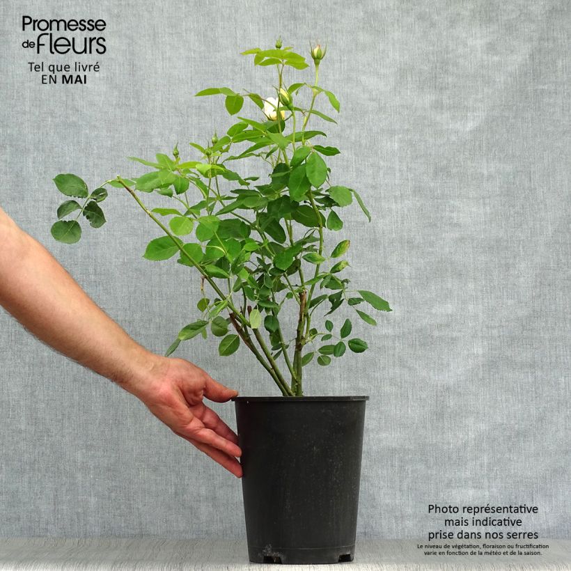 Rosa Vanessa Bell - Shrub Rose 4L/5L pot sample as delivered in spring