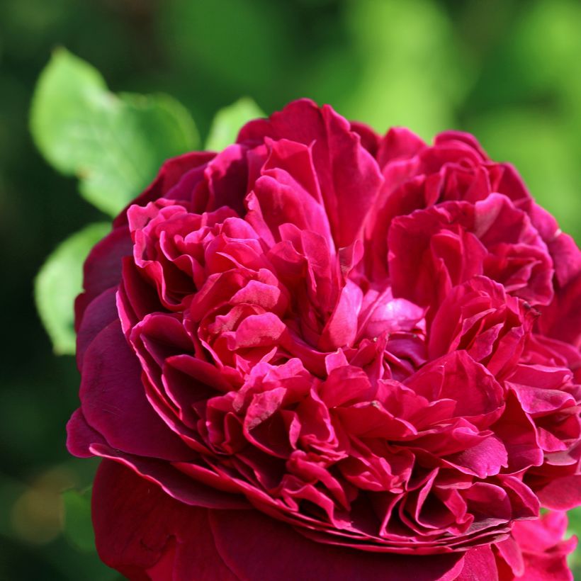 Rosa 'William Shakespeare 2000' - English Rose (Flowering)