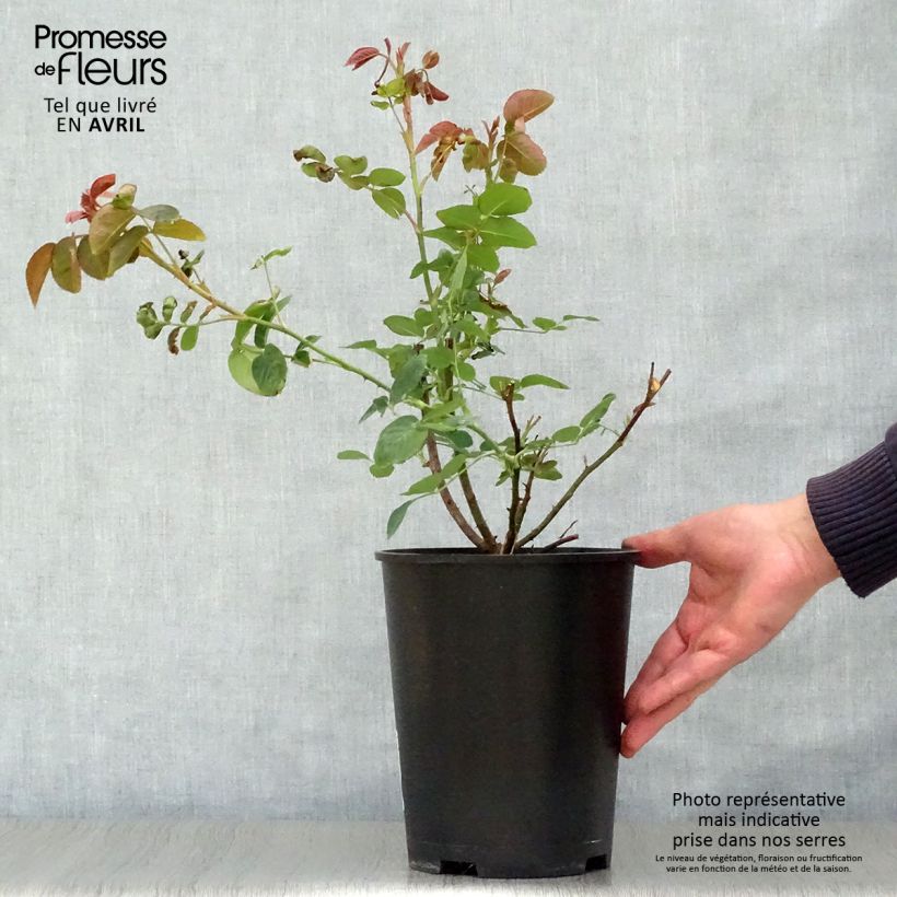 Rosa 'William Shakespeare 2000' - English Rose 4L/5L pot sample as delivered in spring