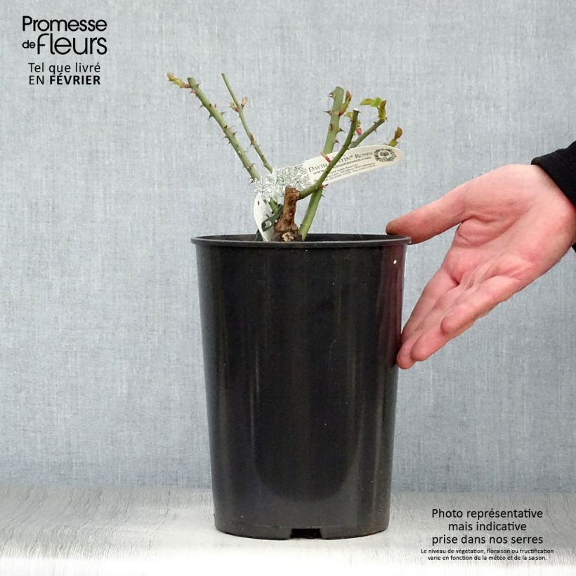 Rosa 'William and Catherine' - English Rose 4L/5L pot sample as delivered in winter