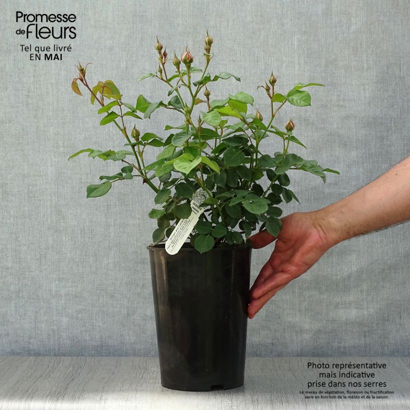 Rosa 'William and Catherine' - English Rose 4L/5L pot sample as delivered in spring