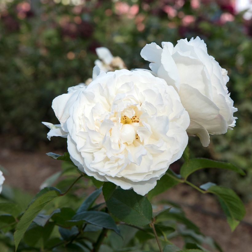Rosa 'Winchester Cathedral' - English Rose  (Flowering)