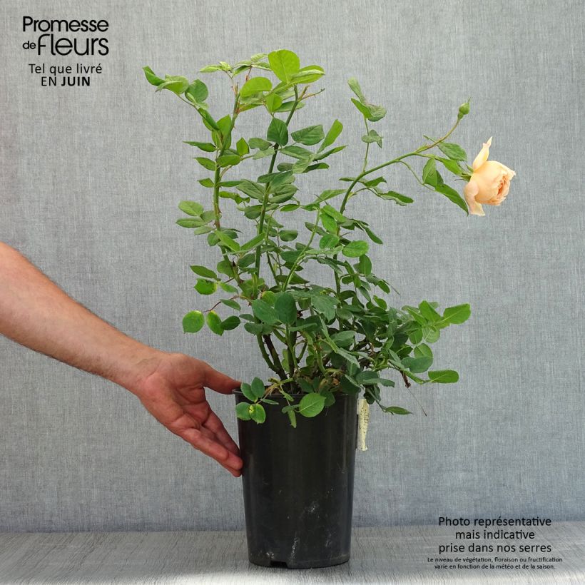 Rosa 'Wollerton Old Hall' - Climbing Rose 4L/5L pot sample as delivered in spring