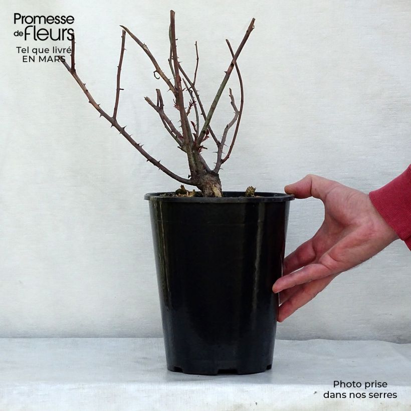 Rosa Young Lycidas 4L/5L pot sample as delivered in winter