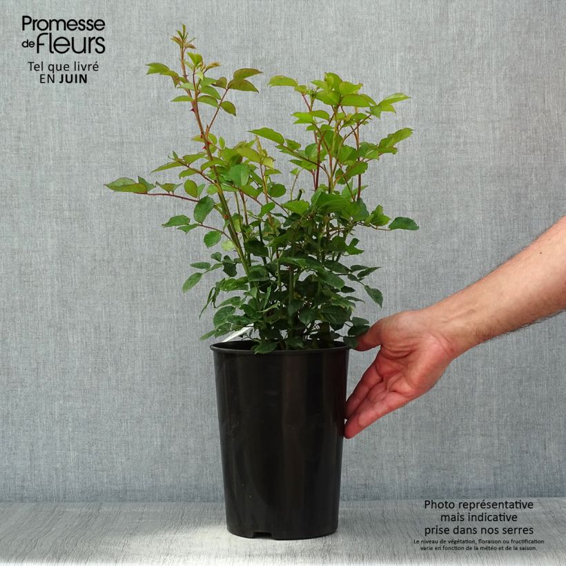 Rosa Carolyn Knight - Shrub Rose 4L/5L pot sample as delivered in spring