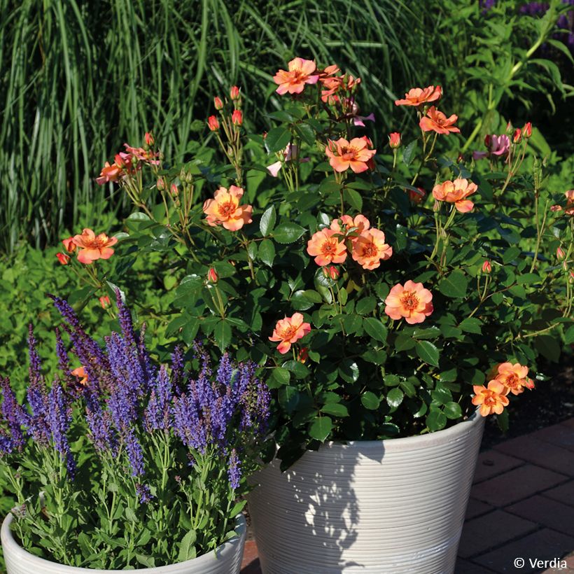 Rosa Baia® (DECOROSIERS® series) - Shrub Rose (Plant habit)
