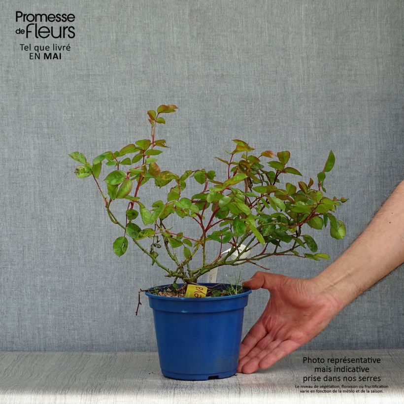 Rosa Soleya - Shrub Rose 2L/3L pot sample as delivered in spring