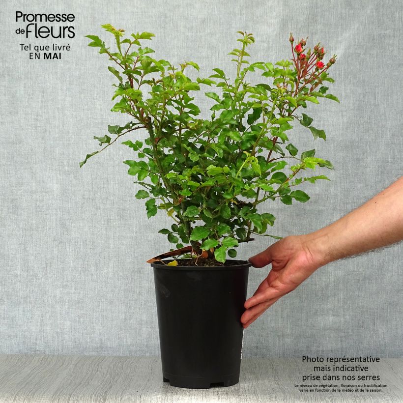 Rosa Decorosiers Calizia - Shrub  Rose 4L/5L pot sample as delivered in spring