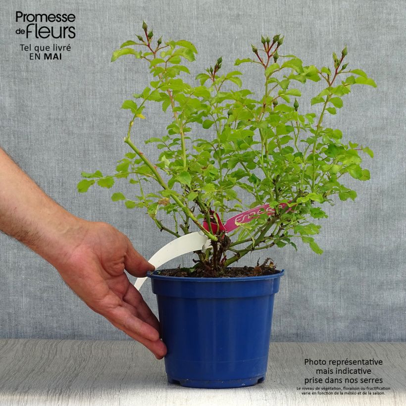 Rosa Decorosier Emera - Shrub rose 2L/3L pot sample as delivered in spring