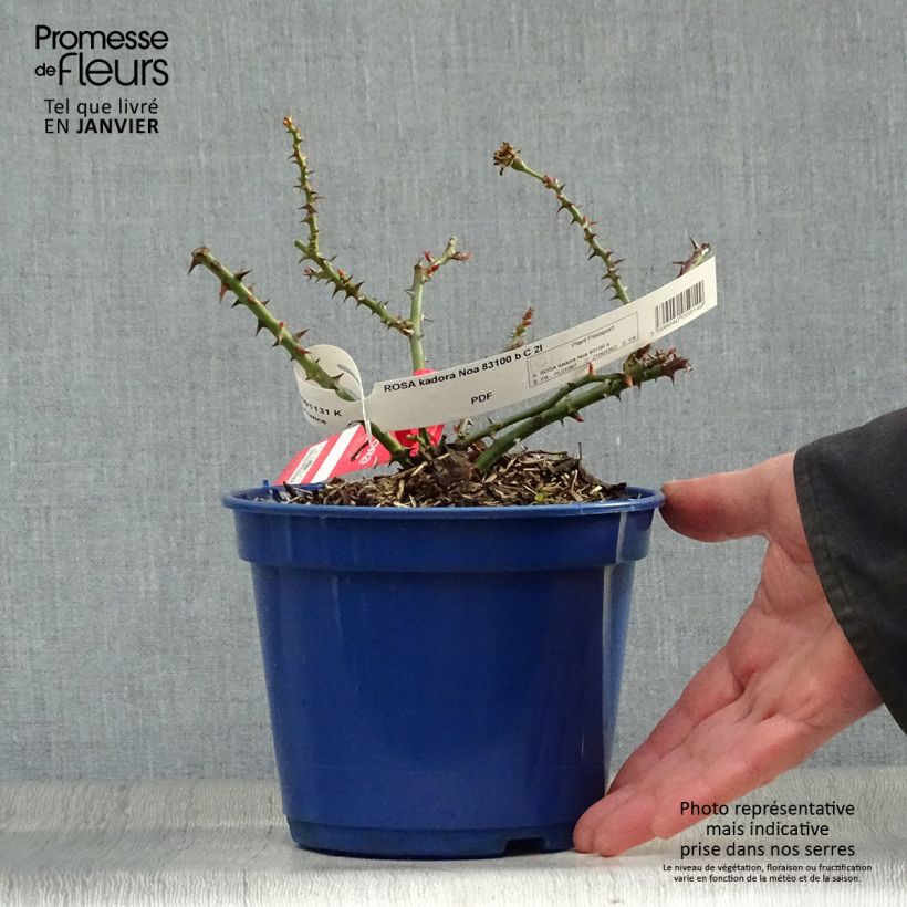 Rosa Decorosier Kadora 2L/3L pot sample as delivered in winter