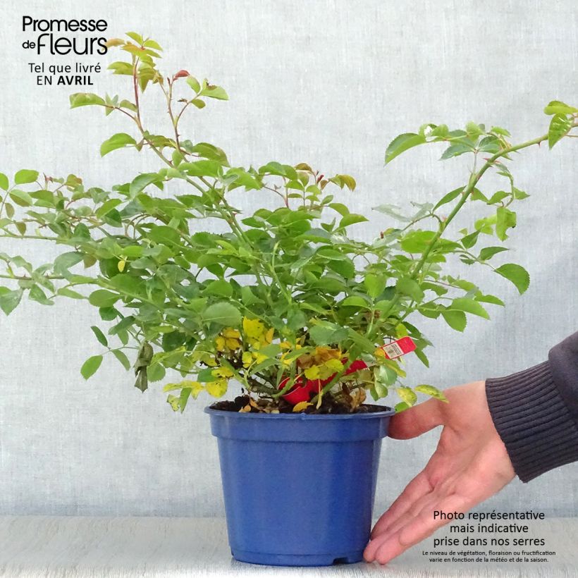 Rosa Decorosier Kadora 2L/3L pot sample as delivered in spring