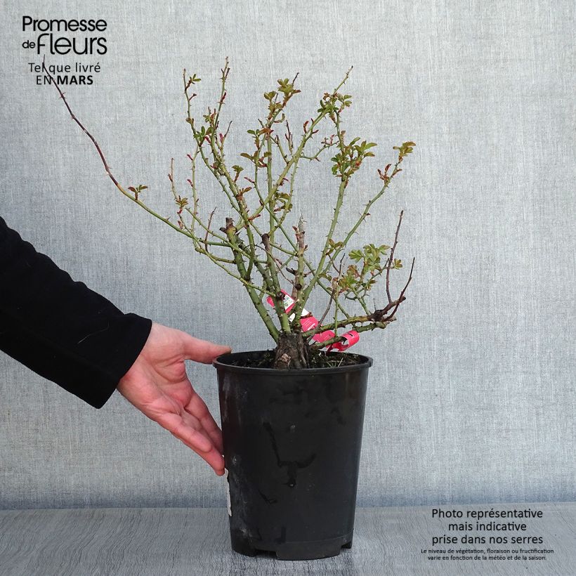 Rosa Decorosier Kadora 4L/5L pot sample as delivered in winter