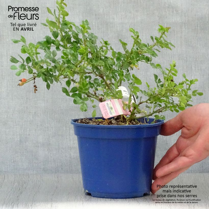 Rosa Decorosier Mareva 2L/3L pot sample as delivered in spring