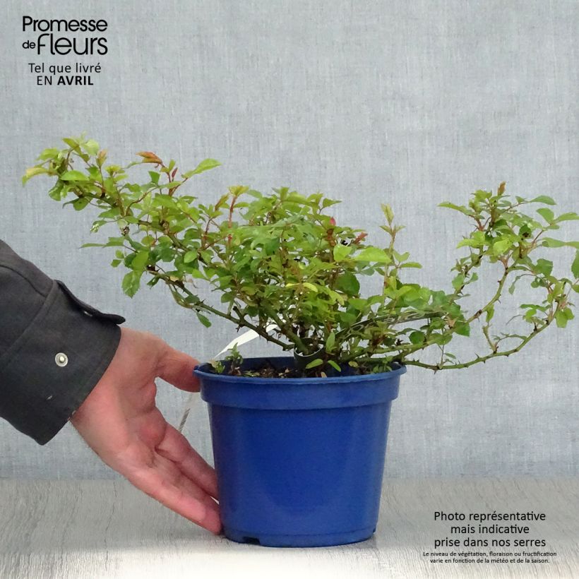 Rosa  Decorosiers Opalia 'Noaschnee' 2L/3L pot sample as delivered in spring