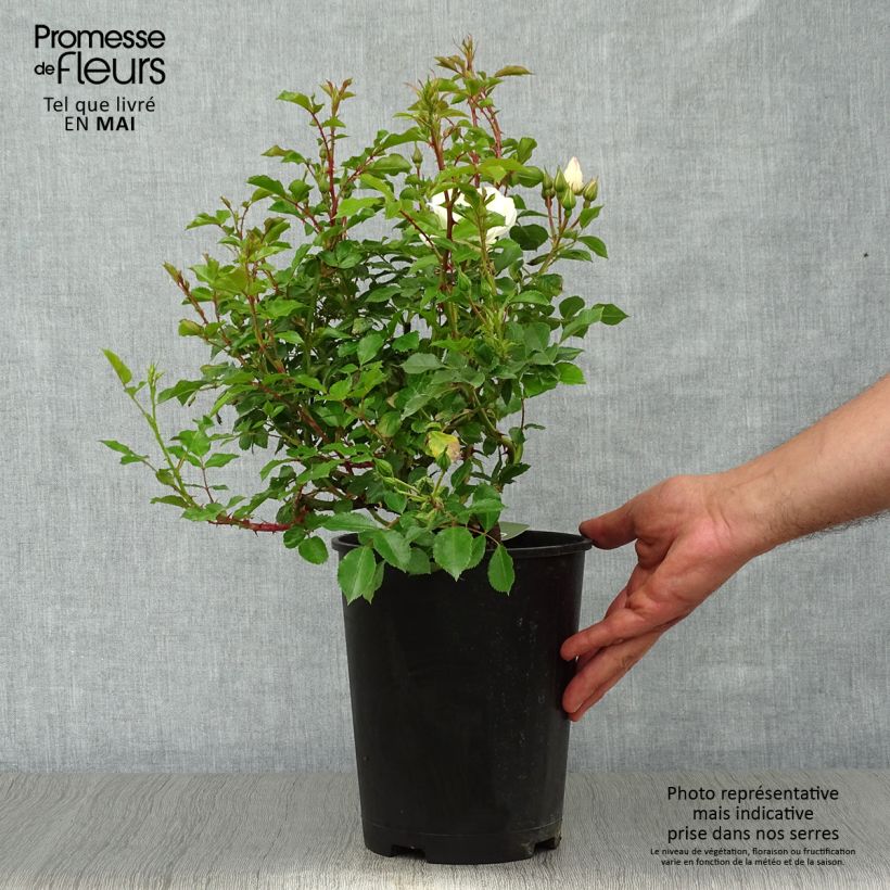 Rosa  Decorosiers Opalia 'Noaschnee' 4L/5L pot sample as delivered in spring