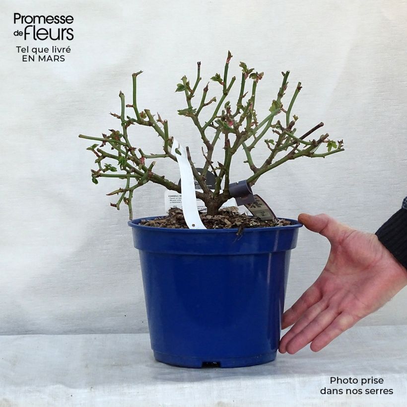 Rosa Décorosiers 'Pink Voluptia' - Shrub Rose 2L/3L pot sample as delivered in spring