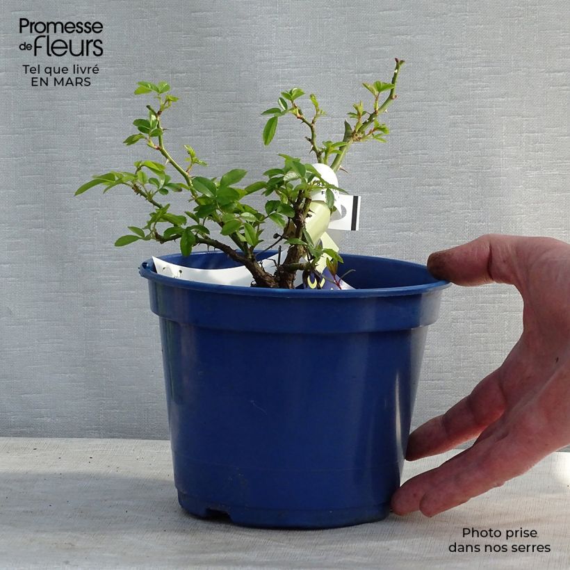 Rosa Flower Carpet Gold - Ground cover Rose 2L/3L pot sample as delivered in winter