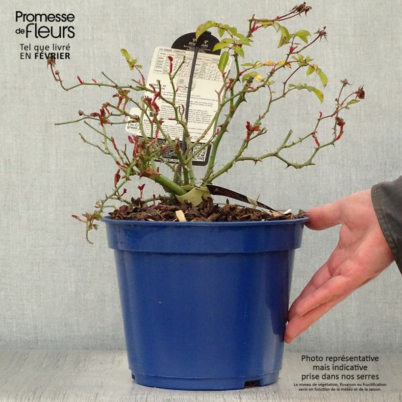 Rosa Vesuvia - groundcover shrub rose 4L/5L pot sample as delivered in winter