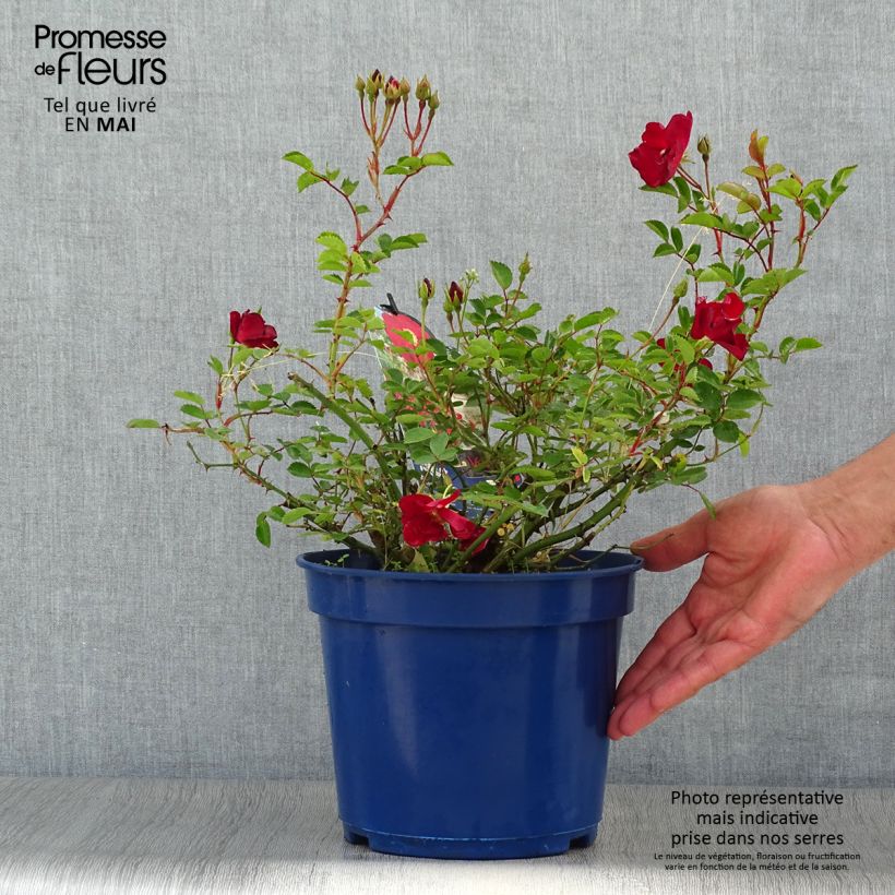 Rosa Vesuvia - groundcover shrub rose 4L/5L pot sample as delivered in spring