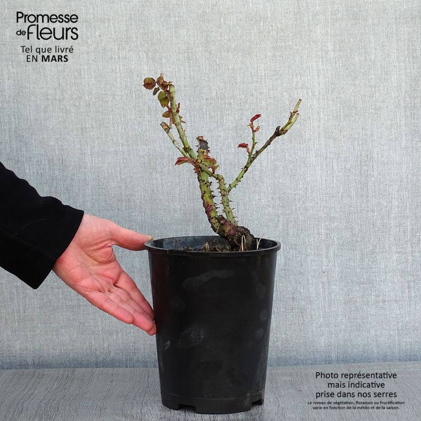 Rosa Dominica - Standard Hybrid Tea Rose 4L/5L pot sample as delivered in winter