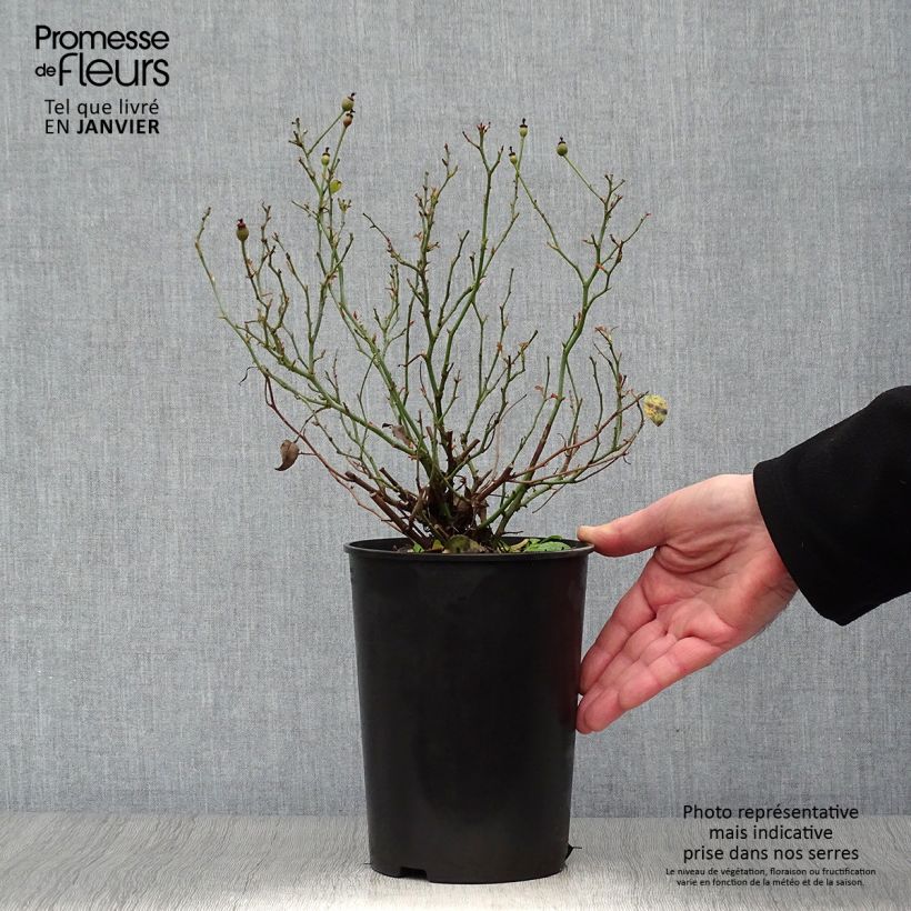 Rosa x floribunda 'Fortuna' - Floribunda Rose 2L/3L pot sample as delivered in winter