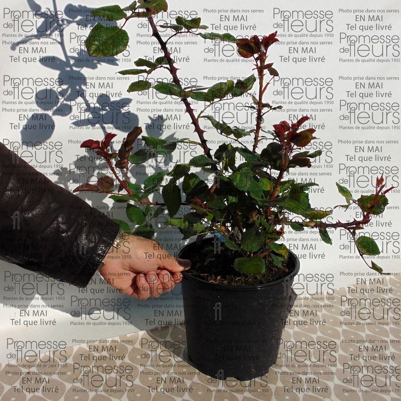 Example of Rosa Generosa Amandine Chanel 4L/5L pot specimen as delivered