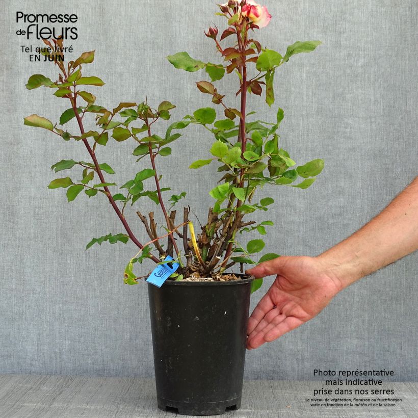 Rosa Generosa 'Laurent Voulzy' - Shrub Rose 4L/5L pot sample as delivered in spring