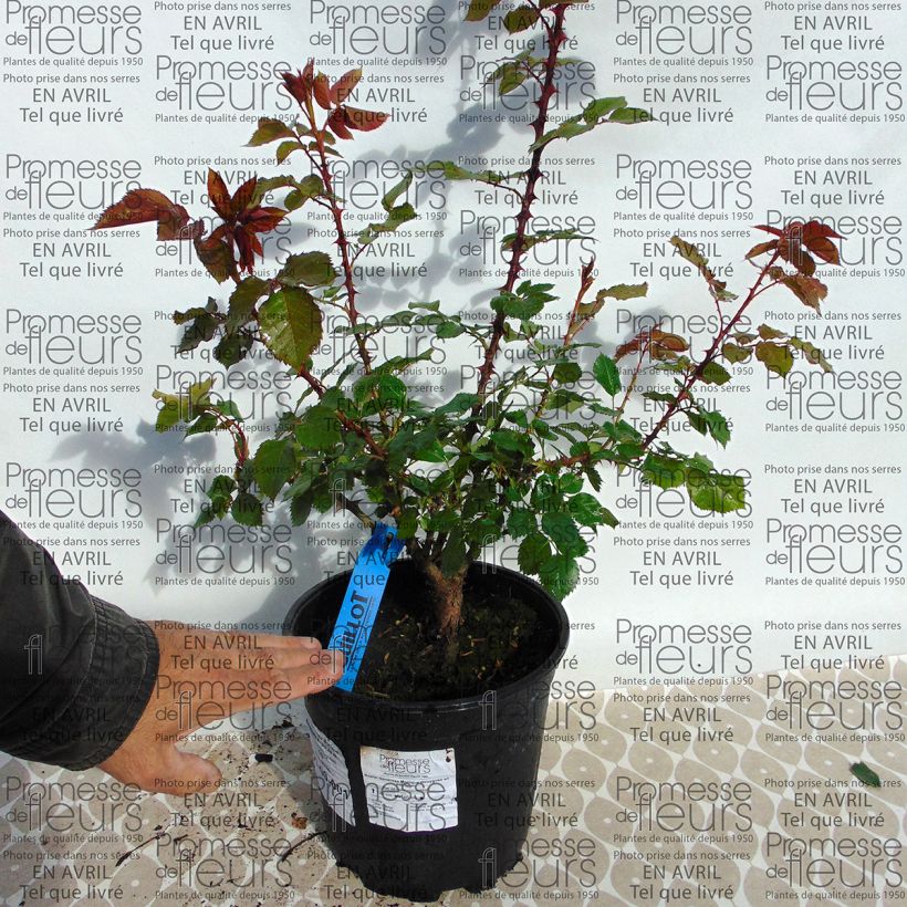 Example of Rosa Generosa Monique Bouygues 4L/5L pot specimen as delivered