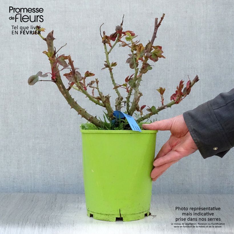 Rosa Generosa Paul Bocuse 4L/5L pot sample as delivered in winter