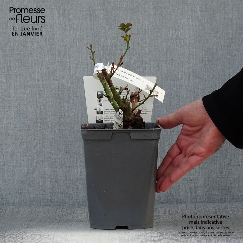 Rosa Jardin des Tuileries - Hybrid Tea Rose 3L/4L pot sample as delivered in winter