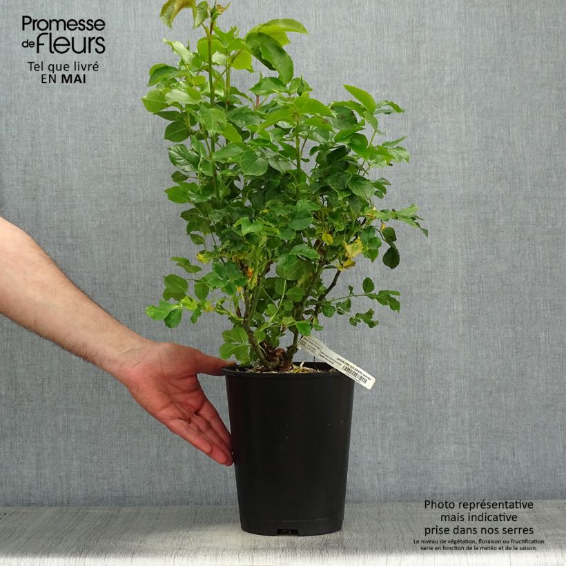 Rosa Jardin des Tuileries - Hybrid Tea Rose 3L/4L pot sample as delivered in spring