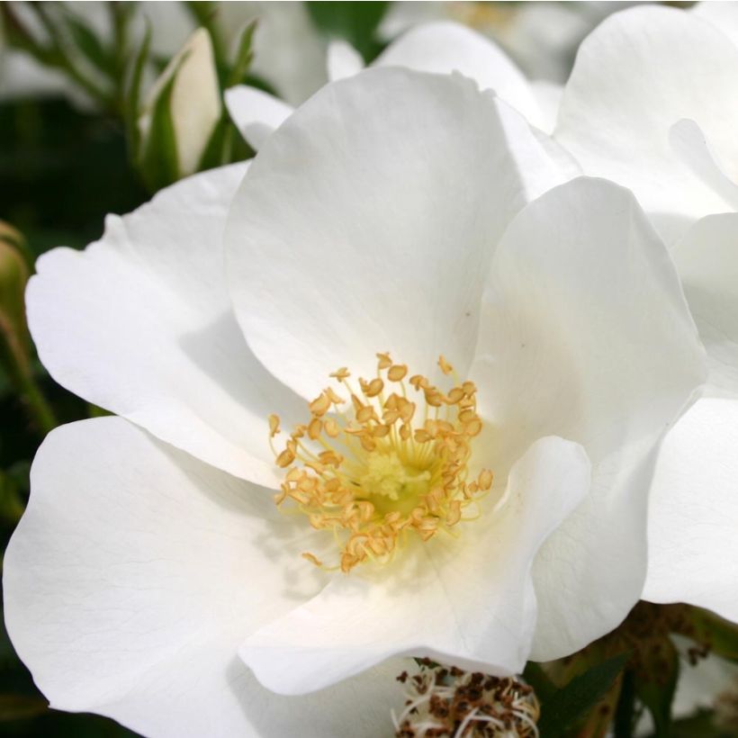 Rosa x polyantha Nectar Garden Escimo - Shrub Rose
(Flowering)