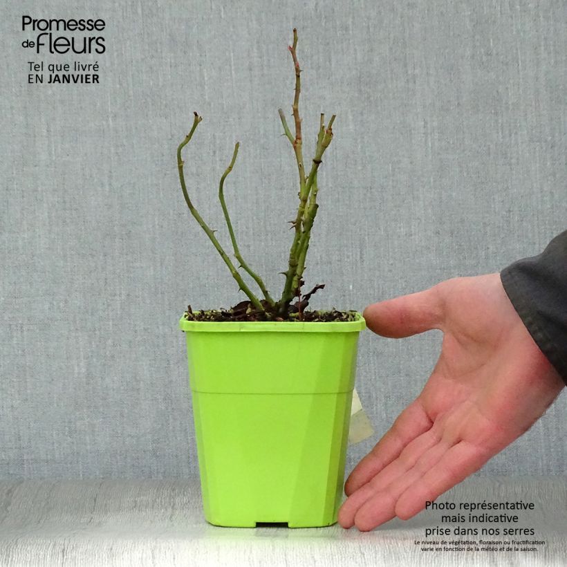Rosa x polyantha Nectar Garden Escimo  - Shrub Rose
 4L/5L pot sample as delivered in winter