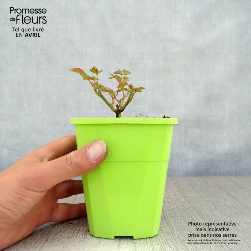 Rosa x polyantha Nectar Garden Escimo  - Shrub Rose
 4L/5L pot sample as delivered in spring