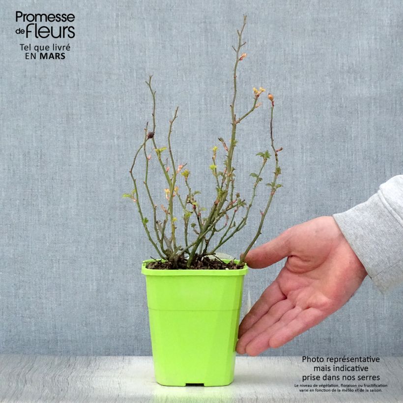 Rosa x polyantha NECTAR GARDEN LILLIPUTS Lupo - Dwarf Rose 3L/4L pot sample as delivered in spring