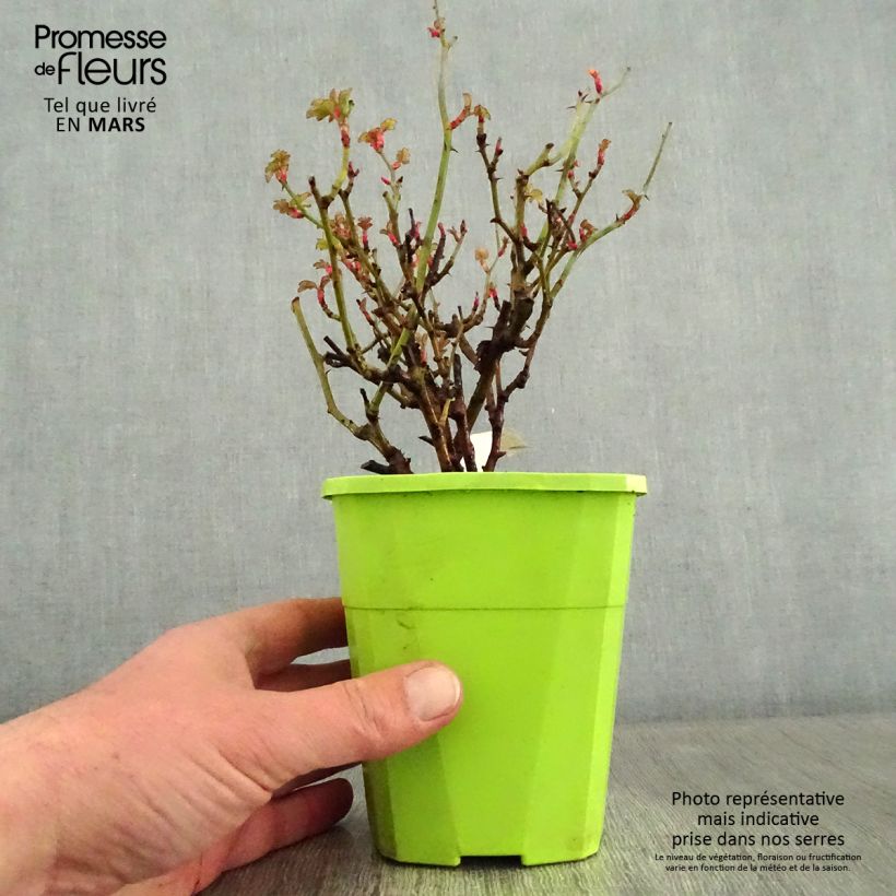 Rosa x polyantha NECTAR GARDEN LILLIPUTS Lupo - Dwarf Rose 3L/4L pot sample as delivered in winter