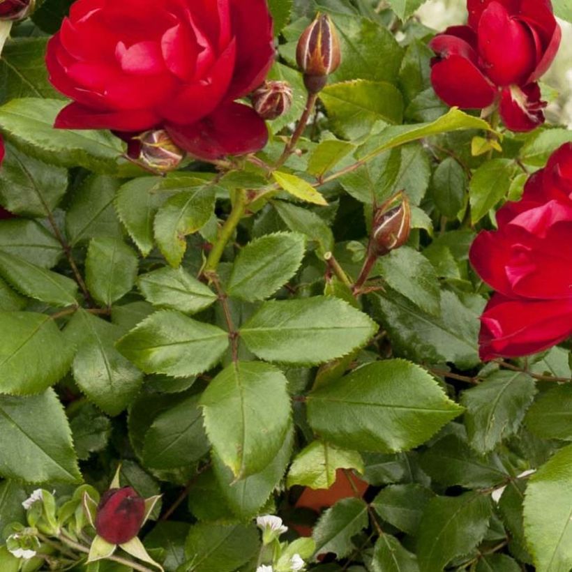 Rosa x floribunda - 'Milano'- Patio Rose (Foliage)