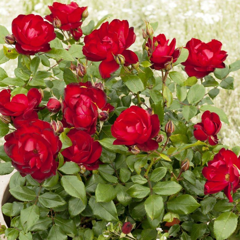 Rosa x floribunda - 'Milano'- Patio Rose (Flowering)