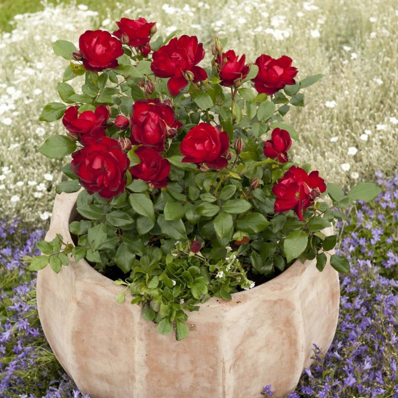 Rosa x floribunda - 'Milano'- Patio Rose (Plant habit)